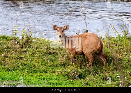 Hog Deer (Axis porcinus, Hyelaphus porcinus), Weibchen, die an der Küste stehen, Nepal, Chitwan National Park Stockfoto