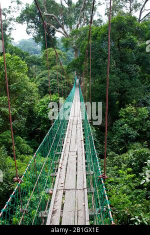 Canopy Walk Danum Valley, Malaysia, Borneo, Danum Valley Stockfoto