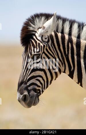 Burchell's Zebra, Zebra, Common Zebra, Plain Zebra (Equus quagga burchelli, Equus burchelli), Porträt, Seitenansicht, Namibia, Etosha-Nationalpark Stockfoto