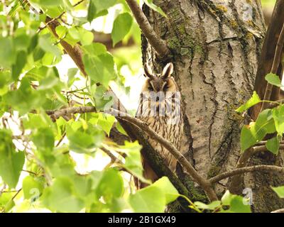 Langohrige Eule (Asio OTUS), auf einem Baum, Vorderansicht, Österreich, dem burgenländischen, Neusiedler See Nationalpark Stockfoto