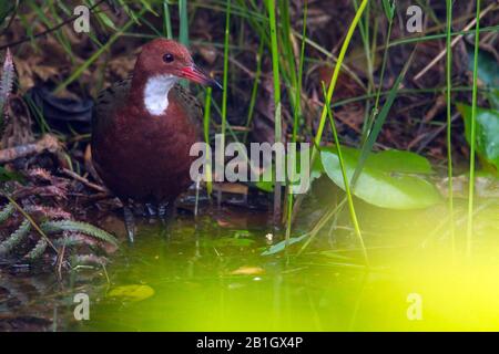 White Throated Rail (Dryolimnas cuvieri), endemisch auf Madagaskar und die letzte flugunfähige Vogelart im Indischen Ozean, Madagaskar Stockfoto