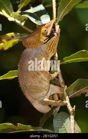 Parsons Chamäleon (Calumma parsonii, Chamaeleo parsoni), sitzt an einer Perücke und isst eine Spinne, Seitenansicht, Madagaskar Stockfoto