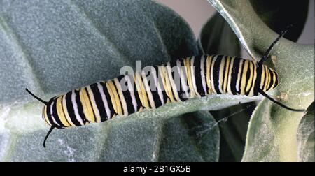 Monarch-Schmetterling, Milchkraut (Danaus plexippus), Raupe, Blick von oben, Niederländische Antillen, Curacao Stockfoto