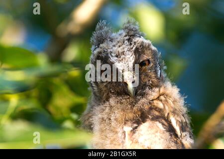 Langohreule (Asio OTUS), Juvenile, Porträt, Österreich Stockfoto