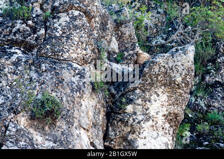 Langbeinige Bussard (Buteo rufinus), auf einem Felsen, am Horst mit Nistmaterial in der Rechnung, Türkei Stockfoto