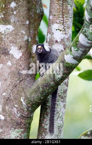 Gemeine Marmose (Callithrix jacchus), die auf einem Zweig in einem Baum sitzt, Vorderansicht, Brasilien Stockfoto