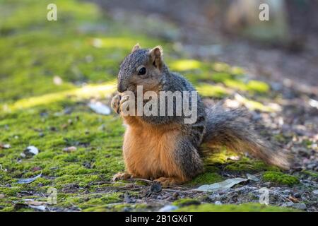 Ostfuchshörnchen (Sciurus niger), Essen von Samen, USA, Kalifornien, Crystal Cove State Park Stockfoto