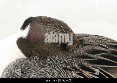 Nordpintail (Anas acuta), männlich schlafend, Japan, Hokkaido Stockfoto