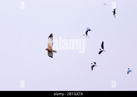 Kleiner Möwe (Hydrocoloeus minutus, Larus minutus), Erwachsene mit westlichem Marsh Harrier und weißgeflügelten Tern, Russland, Tscheljabinsk Stockfoto