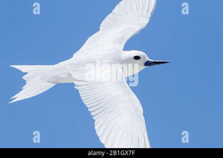 White tern; White Noddy (Gygis alba Candida, Gygis Candida), in Flight, Mauritius, Rodrigues Island Stockfoto