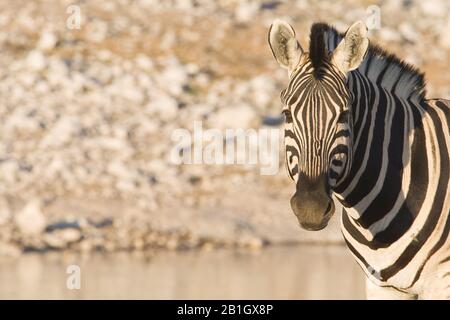 Burchells Zebra, Zebra, übliches Zebra, einfaches Zebra (Equus quagga burchelli, Equus burchelli), Porträt, Blick auf Kamera, Namibia, Etosha-Nationalpark Stockfoto