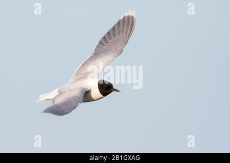 Kleiner Möwe (Hydrocoloeus minutus, Larus minutus), Erwachsener fliegen, Russland, Tscheljabinsk Stockfoto