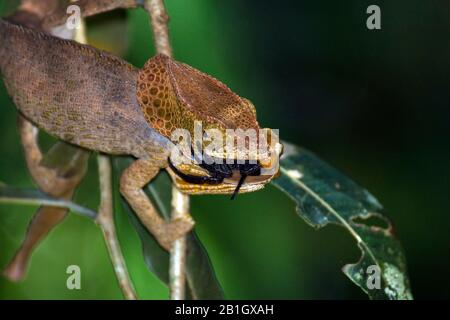 Parsons Chamäleon (Calumma parsonii, Chamaeleo parsoni), sitzt an einer Perücke und isst eine Spinne, Seitenansicht, Madagaskar Stockfoto