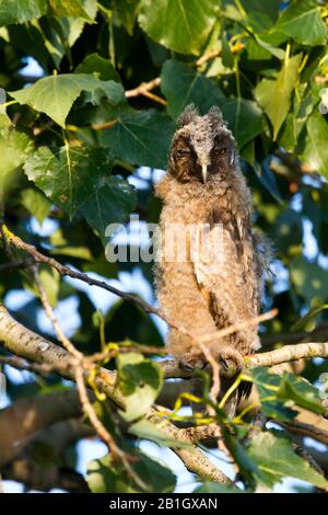 Langohrige Eule (Asio OTUS), juvenile langohrige Eule, Österreich Stockfoto