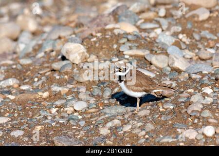 Afrikanischer kleiner Ringpflaum (Charadrius dubius curonicus, Charadrius curonicus), männliches Gestrüppchen am Ufer, Seitenansicht, Türkei Stockfoto