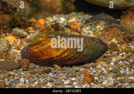 Malermuschel (Unio pictorum, Pollicepes pictorum), mit sichtbaren Siphonen in und aus Stockfoto