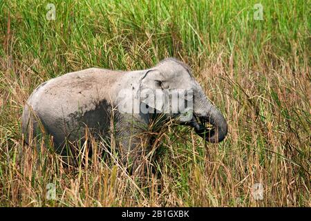 Indischer Elefant (Elephas maximus indicus, Elephas maximus bengalensis), der jungen Elefanten im Schilf füttert, Seitenansicht, Indien, Kaziranga-Nationalpark Stockfoto