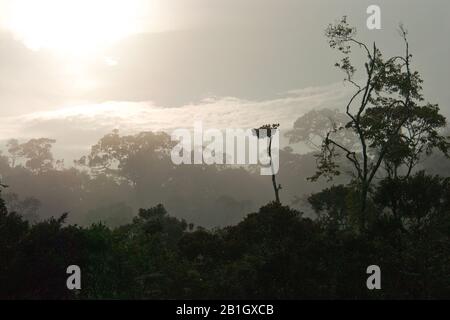 Tropischer Regenwald Perinet, Madagaskar, Perinet-Nationalpark Stockfoto