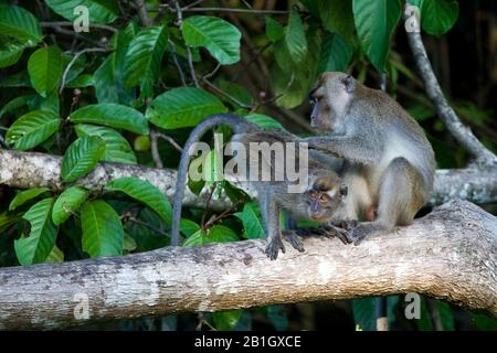 Krabbenfresser Macaque, Java Macaque, Longtailed Macaque (Macaca fascicularis, Macaca irus), zwei Java-Macaque bei der Pflege auf einem Zweig, Malaysia, Borneo Stockfoto