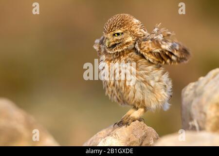 Saharische kleine Eule (Athene noctua Saharae, Athene Saharae), perchende, fluffige und flatterende Flügel auf einem Felsen, Seitenansicht, Marokko Stockfoto