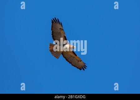 Rotschwänzliche Ostform (Buteo jamaicensis), im Segelflug am blauen Himmel, von unten, USA, Arizona, Sonorawueste Stockfoto