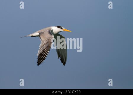 Weniger gekeuertes tern (Thalasseus bengalensis bengalensis, Thalasseus bengalensis), im Flug juvenil, Oman Stockfoto