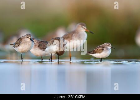 Kleiner Stint (Calidris minuta), mit Curlew-Sandpipern im Flachwasser, Oman Stockfoto