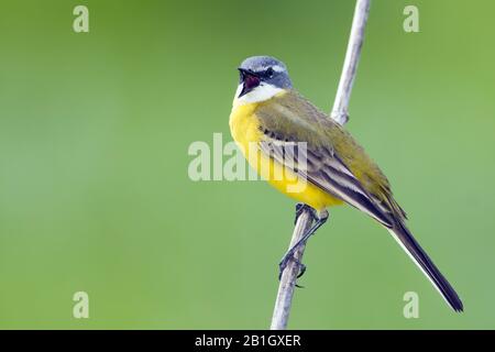 Gelbschwanz, iberischer Wachschwanz, spanischer Wagschwanz (Motacilla flava iberiae, Motacilla iberiae), männlich, Spanien, Balearen, Mallorca Stockfoto