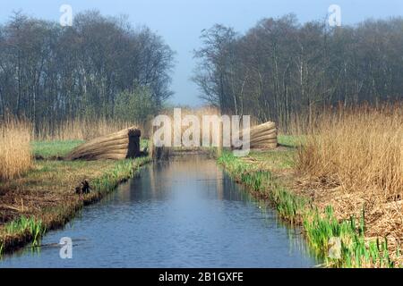 Schilf im Naturschutzgebiet Naardermeer, Niederlande Stockfoto