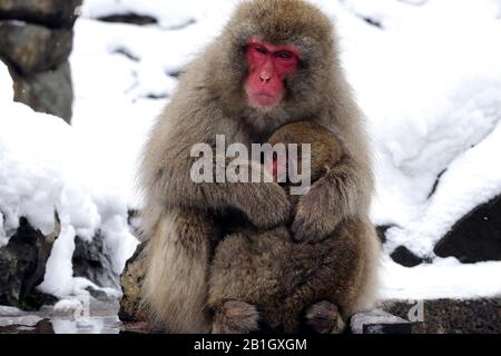 Japanische Makaque, Schneemaffe (Macaca fuscata), mit Baby, Japan, Nagano, Jigokudani Yaen Koen Stockfoto