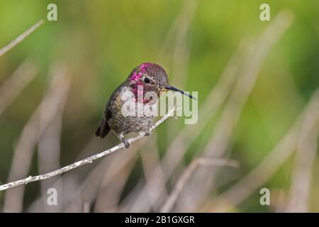 Annas Kolibris (Calypte anna), männlich auf einem Aussichtspunkt, USA, Kalifornien, Crystal Cove State Park Stockfoto