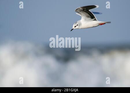 Kleine Möwe (Hydrocoloeus minutus, Larus minutus), Junges im Flug, Deutschland Stockfoto