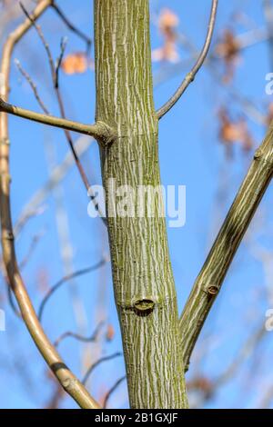 Ostasiatischer Streifenahorn, mandschurisch gestreifter Ahorn (Acer tegmentosum), Stamm, Tschechien, Prag Stockfoto