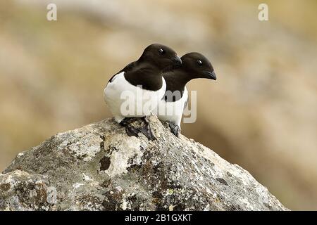 Kleine Auk (alle), auf einem Felsen sitzend, Norwegen, Spitzbergen Stockfoto