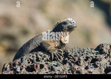 Marine Iguana, Galapagos Marine Iguana (Amblyrhynchus Cristatus), auf Küstenfelsen sitzend, Ecuador, Galapagos Inseln, Bartolome Stockfoto