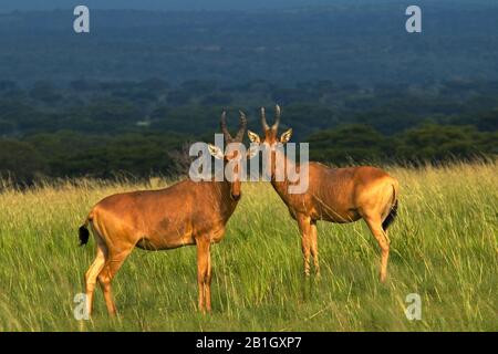 Rothartebeest (Alcelaphus buselaphus), Paar auf hohem Gras stehend, Seitenansicht, Uganda Stockfoto