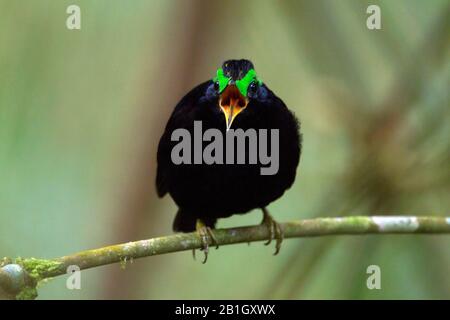 Samtasität (Philepitta castanea), männlich auf einem Zweig, Madagaskar Stockfoto