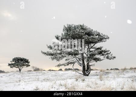 Scotch Pine, Scots Pine (Pinus sylvestris), Schneefall in den Dünen mit Kiefern, Niederlande, den Helder Stockfoto