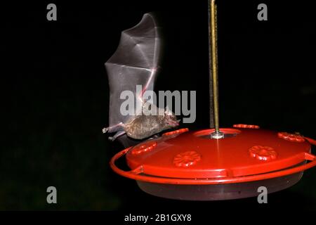 Shrow-ähnliche langtonige Fledermaus, Pallas' langtonige Fledermaus (Glossophaga soricina), Fütterung an einem Kolibriszubringer, Seitenansicht, Brasilia Stockfoto