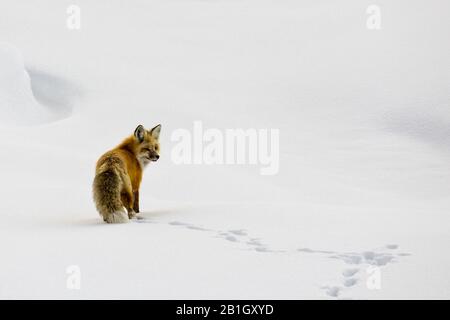 Rotfuchs (Vulpes vulpes), der im Winter durch den Schnee spaziert, USA, Wyoming, Yellowstone National Park, Hayden Valley Stockfoto