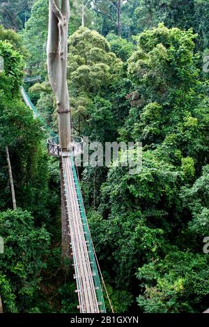 Canopy Walk Danum Valley, Malaysia, Borneo, Danum Valley Stockfoto