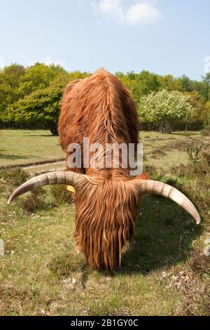 Scottish Highland Cattle, Kyloe, Highland Cow, Heelan coo (Bos primigenius f. Taurus), in Naturreservat, Niederlande Stockfoto