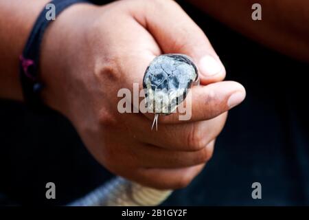 Gebänderter Gelblippen-Meereskrait, Gebänderte Gelblippen-Seeschlange, Gebänderte Seeschlange (Laticauda colubrina), Gebänderter Gelb-Spitze-Meerkrait in der Hand, Indonesien, Borneo Stockfoto