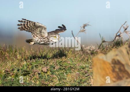 Westeuropäische Kleine Eule (Athene noctua vidalii, Athene vidalii), männlich im Flug, Spanien Stockfoto