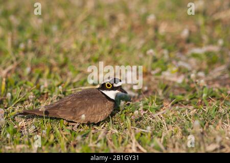 Afrikanischer kleiner Ringpflaum (Charadrius dubius curonicus, Charadrius curonicus), männliches Perchen auf einer Wiese, Seitenansicht, Türkei Stockfoto