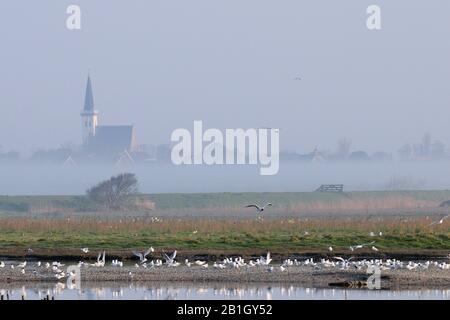 Brandseeschwalbe (Sterna sandvicensis, Thalasseus sandvicensis), Kolonie, Niederlande, Texel Stockfoto