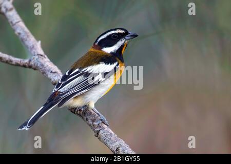 Streifenköpfige tanager (Spindoris zena), Entweder zena- oder Townsendi-Unterart, Die Bahamas Stockfoto