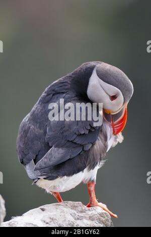 Atlantisches Puffin, gewöhnliche Puffin (Fratercula arctica), Präening, Island, Latrabjarg Stockfoto