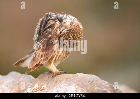 Saharische kleine Eule (Athene noctua Saharae, Athene Saharae), bei Gefiederpflege auf einem Stein, Seitenansicht, Marokko Stockfoto