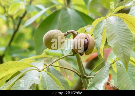 Gelber Buckeye, süßer Buckeye (Aesculus flava 'Vestia', Aesculus flava Vestia, Aesculus octandra), Früchte, Cultivar Vestia, Deutschland, Baden-Württemberg Stockfoto